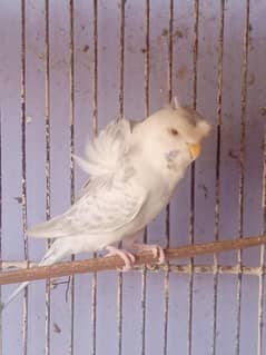 Budgies Hogoromo Female