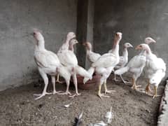 Heera Chicks
