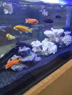 AQUARIUM - FISH NOT INCLUDED