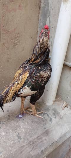 Murgha