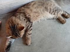 Persian