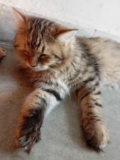 Persian