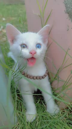 odd eyes Persian male kitten