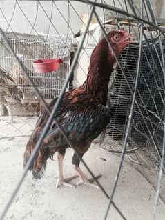 Aseel murga patha number 03333774075