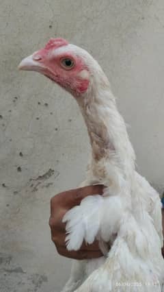 Heera Aseel patha pathi for sale age 4 months