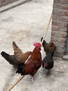 4 female aur 1 male