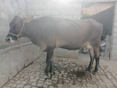 jersey