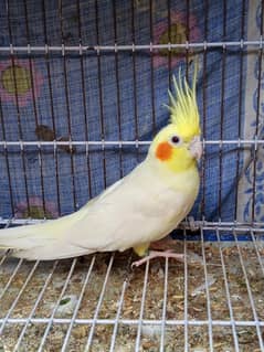 common White Cocktail male red eyes for sale