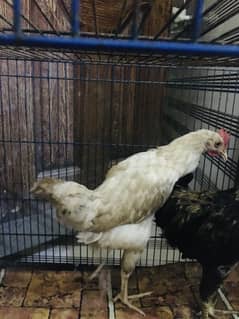 One hen or one cook