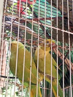 green parrot