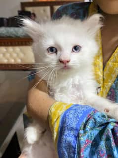 Persian cat