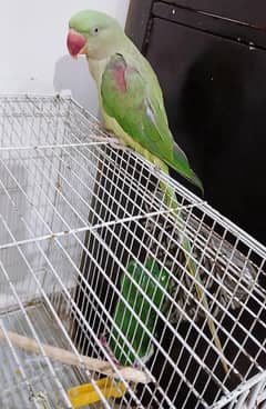 Raw Female for sale confirmed breeder 100%