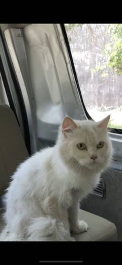 White persian cat