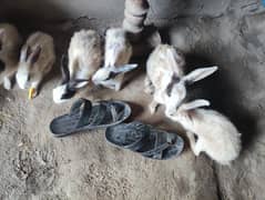 rabbits