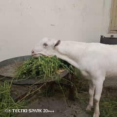 bakra kanj