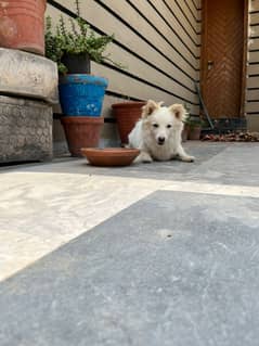 Russian Spitz Pair