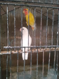 Heldy pair