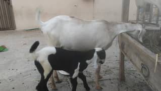 Crossed bakri With 2 female kids