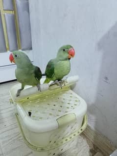jambo size Raw kashmiri Pahari pair 2 male neat and clean