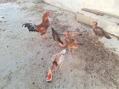 Aseel hens foe Sale