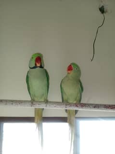 raw breeder pair and hand tamedtamed contact on whatsapp