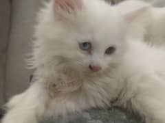 Cats pension for sale