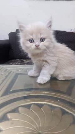 Persian cat