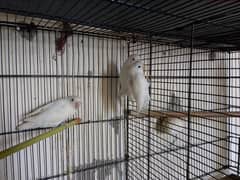 love bird breader pairs