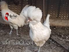 White Polish