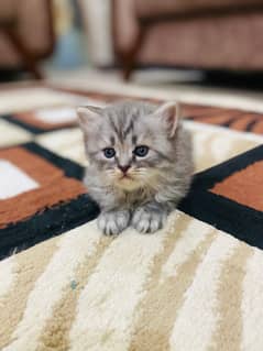 Persian kittens grey colour