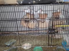 Green Ringneck Pairs
