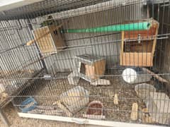 parrot cages