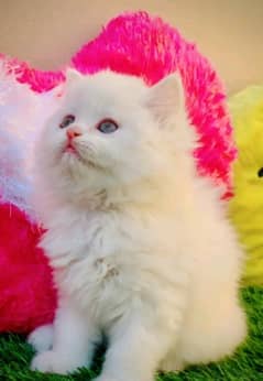 Persian cat My WhatsApp 03038430702