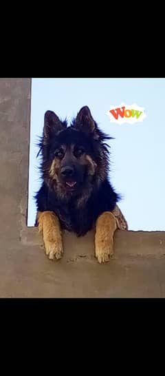 Large Size German Shepherd Dog Black Double Coat