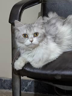 Persian cat or kittens