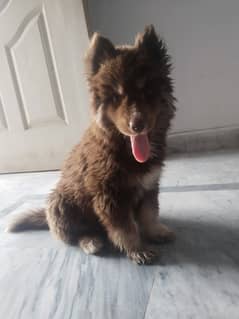 Puppy for sale
