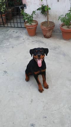 Pedigree Female Rottweiler