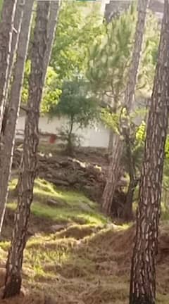 "10 Marla Plot for Urgent Sale – Murree Expressway (Near Aagosh Colleg