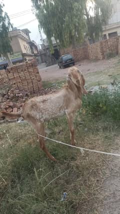 Makhi Chini Breeding Bakra Ghar ka pala howa for sales