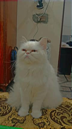 Persian Punch Face Cat (For Adoption)