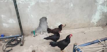 2 murgian 1 murga