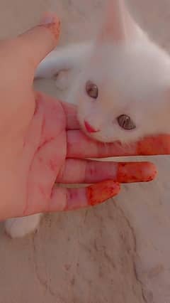 45 days age