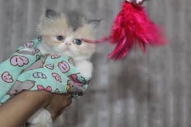 persion kittens healthy and active male female calicoo print