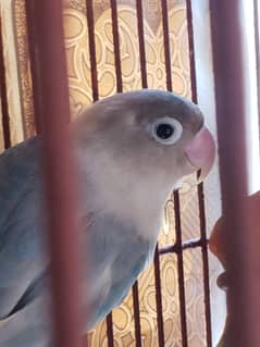Love bird (Par Blu)