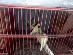 golden green pair. yelow femal03131065425