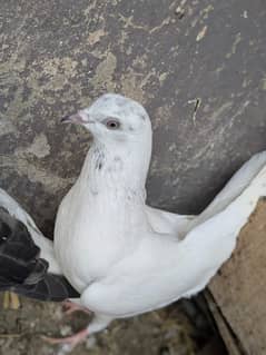 Pegion for sale Black tail,High Flyer kaboota and Grey Sherazi