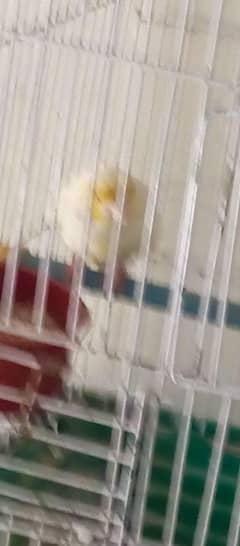 canyri Spearow full active and healthy and full singing