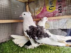 Fantail