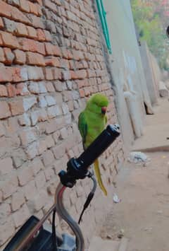 female One Year green talking parrot