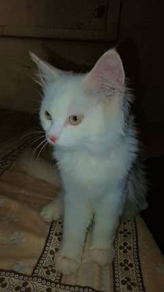 Persian cat age 2